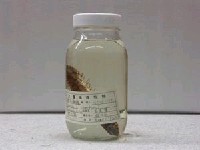 藏品(蒲原氏擬鱸)的圖片